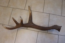 Abwurfstange Geweihstange