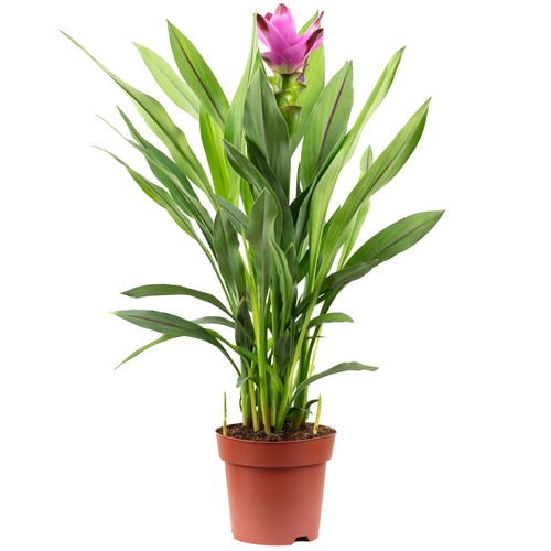 Kurkuma curcuma höhe ca - curcuma,