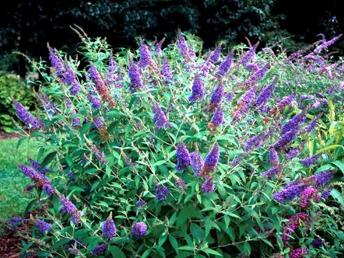 Sommerflieder - , /