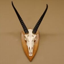 Riedbock große Antilope HL 36