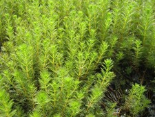 Tausendblatt myriophyllum - tausendblatt,