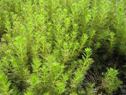 Tausendblatt myriophyllum - tausendblatt,