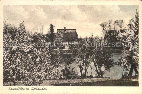 Vierlanden baumbluete - vierlanden,