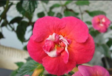 Achimenes (Schiefteller) Hawaiian Trend 3 Rhiz. African Violet,Zimmerpfl. Balkon