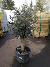 XXL Olivenbaum 25-30 Jahre alt Olea Europea 160-200cm Stammumfang 20cm