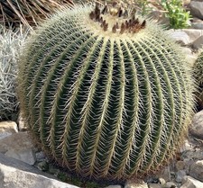 Echinocactus grusonii 50 - grusonii, 50/