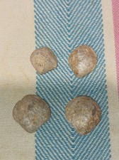 Versteinerte muscheln klein - versteinerte,