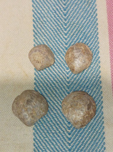 Versteinerte muscheln klein - versteinerte,