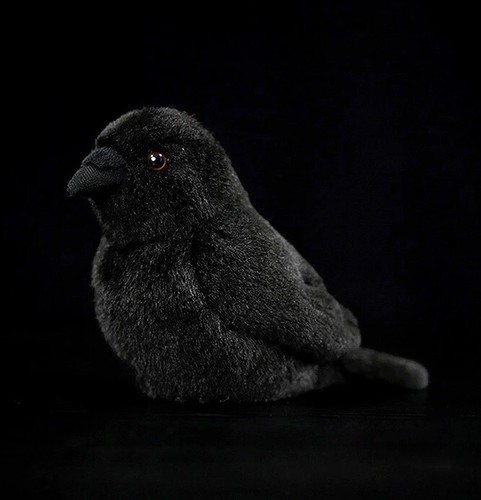 Baby rabe krähe vogel zoll - krähe,