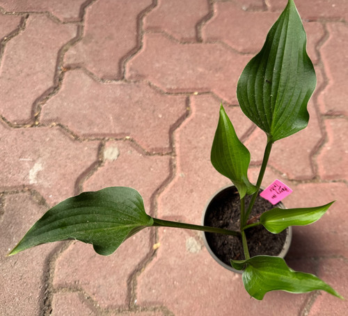 Hosta funkie harry - funkie, van
