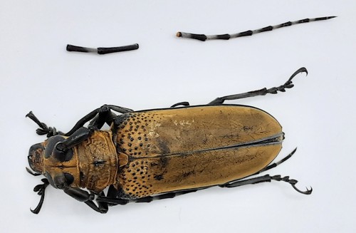 Cerambycidae apriona germari - cerambycidae,,