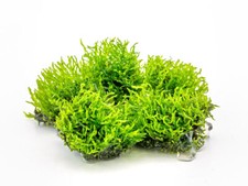 Korallenmoos riccardia - korallenmoos,
