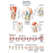 Erler Zimmer anatomische Lehrtafel, Das Knie, Lehrmittel, 2 Größen
