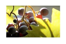 10x Vitis vinifera riesen rote