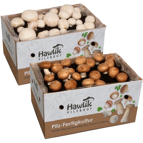 Champignons pilzzuchtset 2 - champignons,