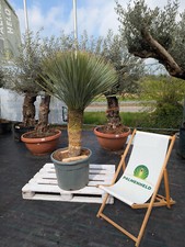 Yucca rostrata 150–200cm Blaue Palmlilie winterhart Yucca 40-50cm Stamm Palme