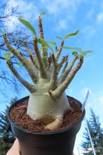 Adenium obesum Wüstenrose Caudex verzweigt Baobab Nr 113