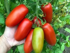 Tomatensamen  italienische Flaschentomate "San Marzano"  fest frische 10+ Samen!