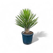 Tropictrees -Palme - Yucca