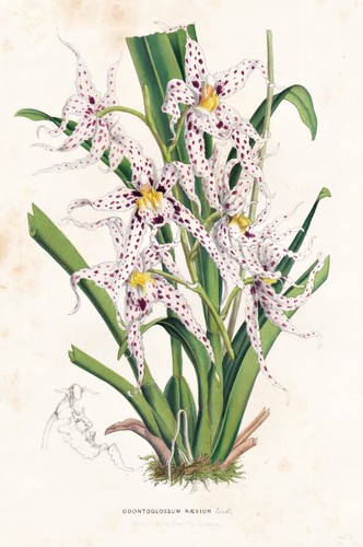 Odontoglossum naevium america - odontoglossum,
