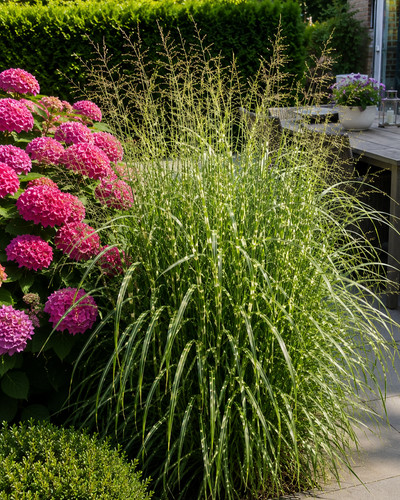 Sale308 chinaschilf miscanthus - chinaschilf,