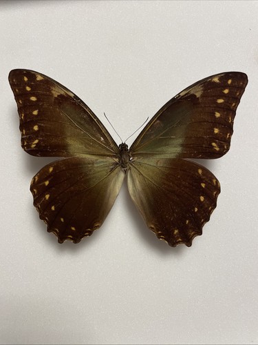 Entomologie*Morpho