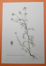 Echte Kamille Matricaria