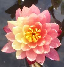 Wasserpflanzen Wolff im Pflanzkorb fix und fertig Nymphaea 'Wanvisa' Seerose