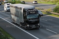 LKW Foto MAN TGX Viehtransporter Deutschland schwarz André Faselt Intern. #m3bb