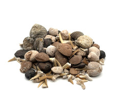 ★ 250g Fossilien Mix Marokko