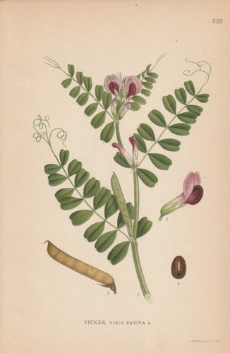 Futterwicke - , (vicia