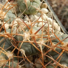 Echinocactus horizonthalonius RC-115 Pajarito