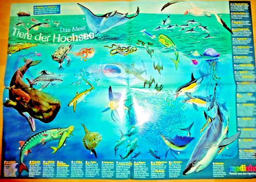 59x41 poster meer tiere der - poster,