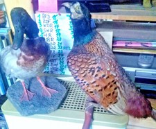 2 x  ausgestopfte Tierpräparate: FASAN - STOCKENTE