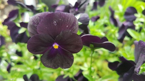 Hornveilchen viola cornuta - cornuta, *