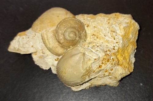 Orbonella pseudolimea und - orbonella,,