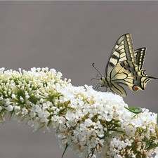 Sommerflieder weiße Blüte