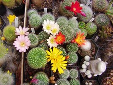 Kakteen Samen 10 Portionen (5 - 30 Korn), sorgfältig aufbereitet, keimgetestet