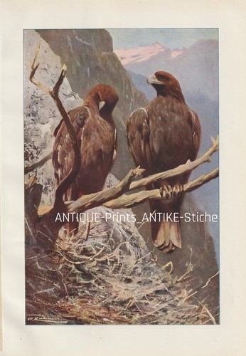 Steinadler - (aquila, chrysaetos)