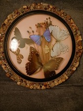  Vintage 5 Schmetterlinge
