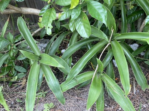 Basket plant callisia fragrans - callisia,