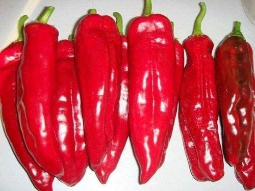 Paprika kurtovszka kapia - kurtovszka, 5+
