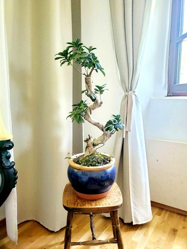 Ficus ginseng 80cm bonsai - ginseng, 70-80cm