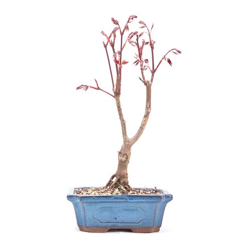 Bonsai fächer ahorn acer - bonsai, fächer-ahorn
