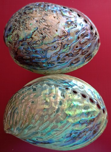 Original paua muscheln - original,