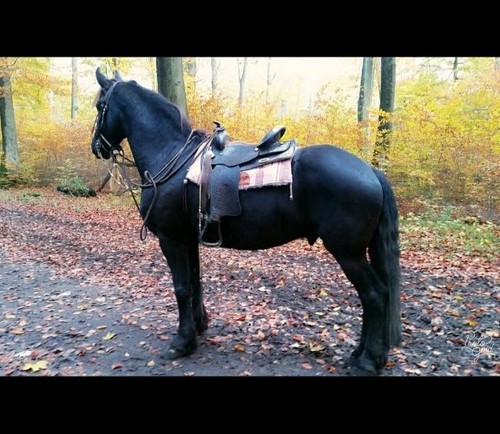 Westernsattel kammerweite - westernsattel,