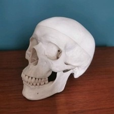 Anatomisches Schädel Modell Von Novartis, Dreiteilig 