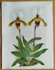 Cypripedium leeanum - Linden Pannemaeker großer Orchideendruck - 1888