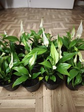 Großer Topf  Einblatt Spathiphyllum  Zimmerpflanze weiß blühend