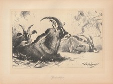 Pferdeantilopen Antilopen